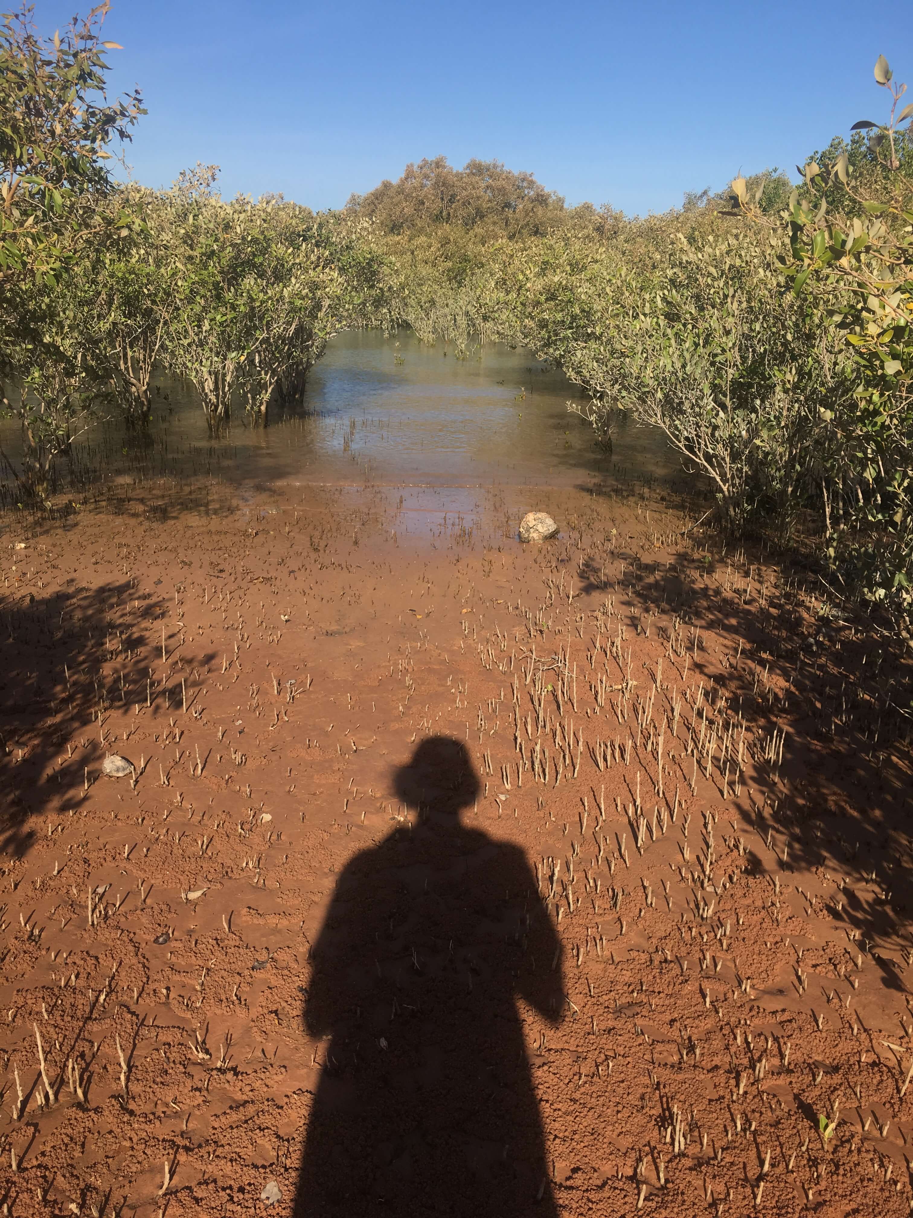 standing in the mangroves in Rubibi (Broome) in Yawuru country