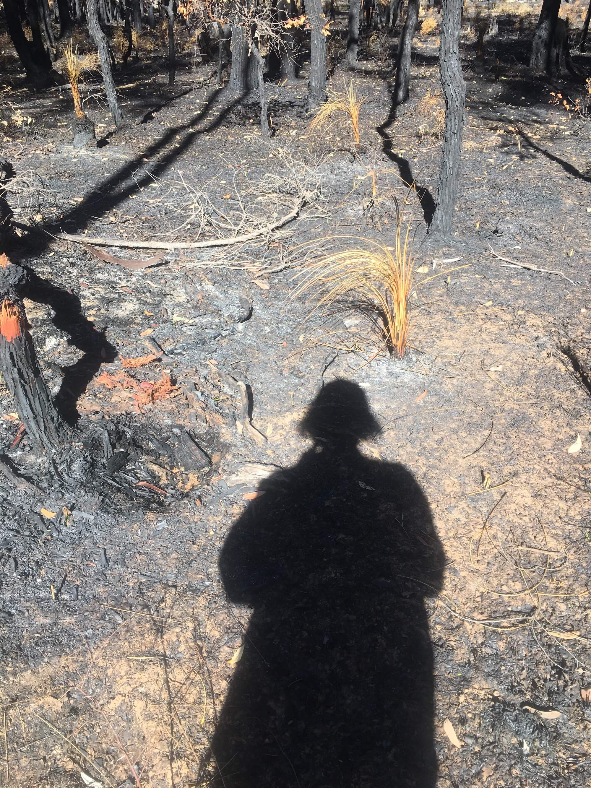 standing in Beelu National Park after a forest fire. the trees are all blackened